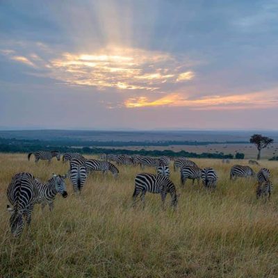3-days-air-safari-masai-mara-11