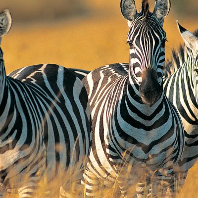 Discover-Tanzania-Safari