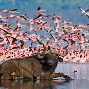 Lake-Nakuru-buffalo