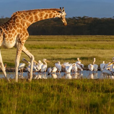 Rothschilds-giraffe-in-Lake-Nakuru-National-Park