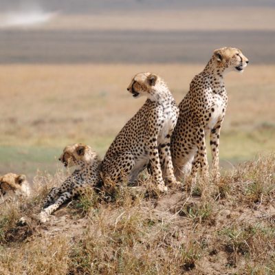 Serengeti National Park-1