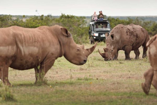 Solio-Conservancy-Rhino-Holaa-Safari