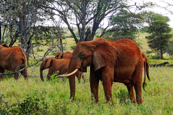 Taita-Hills-Wildlife-Sanctuary_elephants2