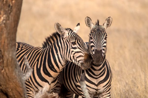 Tsavo West National Park pair of zebras