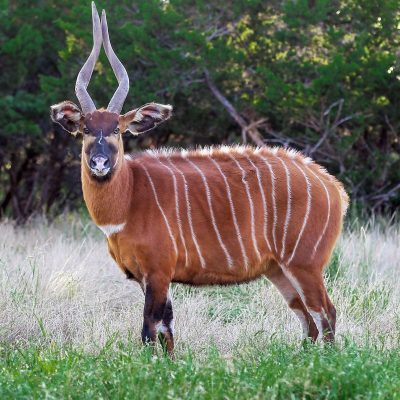 aberdare-national-park-bongo-wildlife
