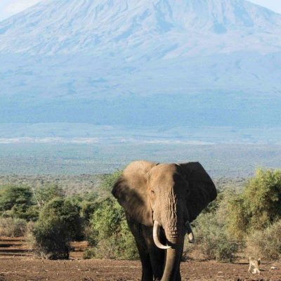 amboseli-elephant-mt-kilimanjaro