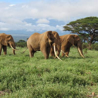 amboseli-national-park-tuskers-elephants