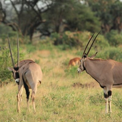 beisa-oryx-samburu-national-reserve