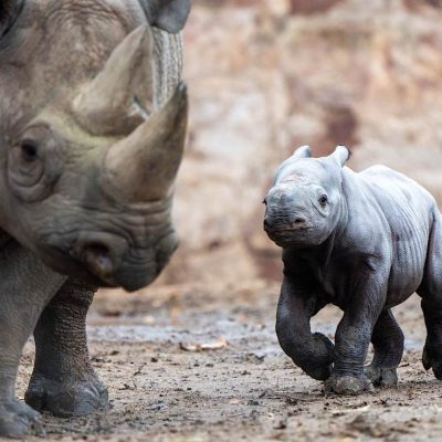 black-rhino-cub-safari-kenya