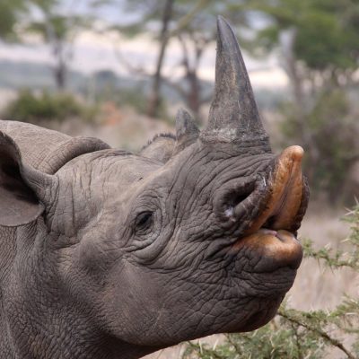 Hooklipped Rhinoceros, Hooked-Lip, Hand-Reared, Reintroduction to the wild, Conservation, Black Rhinoceros, Rhino, Endangered Species, Big 5, Lewa Conservancy, Kenya; East Africa; June 2009, Diceros bicornis,