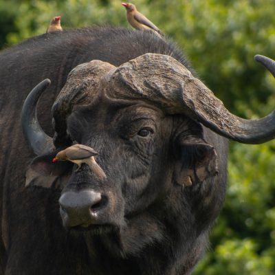 buffalo-safari-kenya-tour