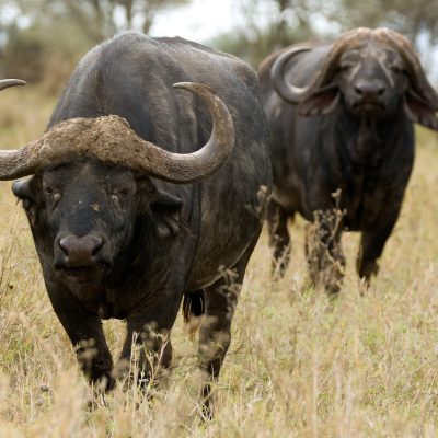 buffalo serengeti