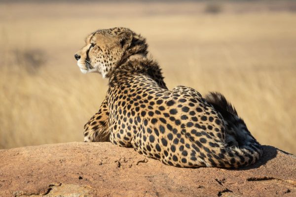 cheetah-serengeti-tanzania