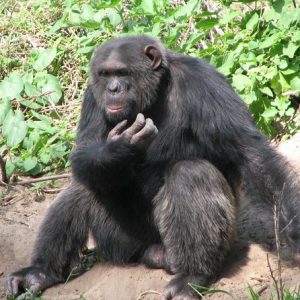 chimpanzee-ol-pejeta