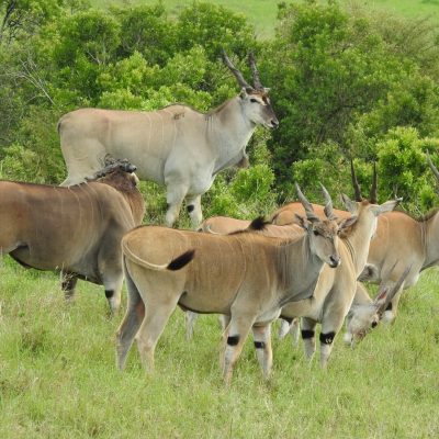 eland-safari-masai-mara-holaa-kenya