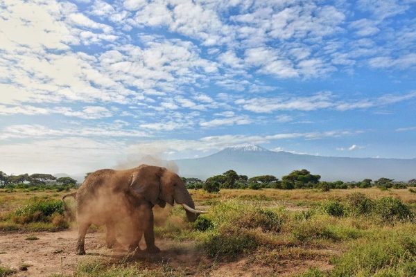 elephant-amboseli-mt-kilimanjaro