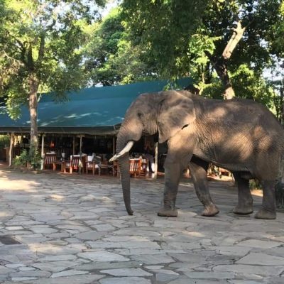 elephant-camp-safari-kenya