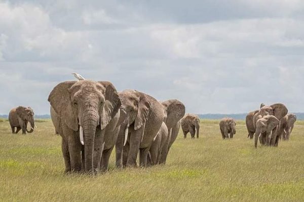elephant-herd-amboseli