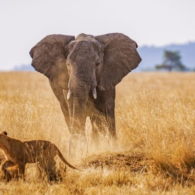 elephant-serengeti