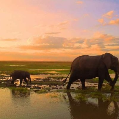 elephants-african-sunset-holaa-safari-kenya