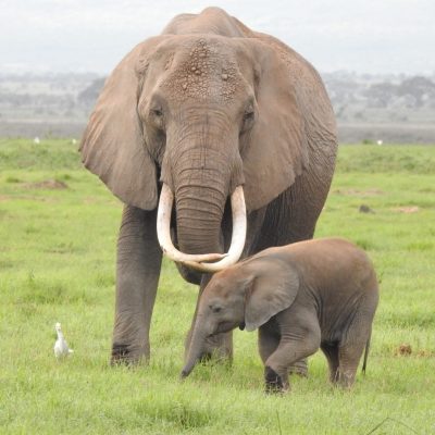 elephants-amboseli-kenya-safari-pur-holaa