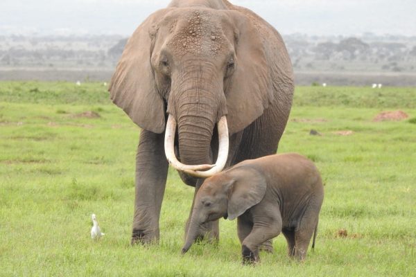 elephants-amboseli-kenya-safari-pur-holaa