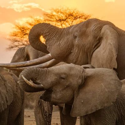 elephants-drinking-from-water-hole-kenya-safari