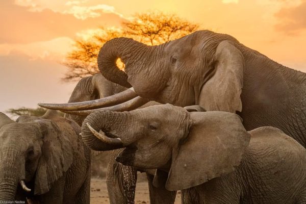 elephants-drinking-from-water-hole-kenya-safari