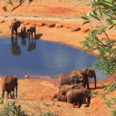 elephants-tsavo-safari