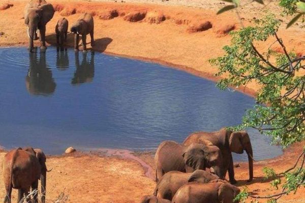 elephants-tsavo-safari