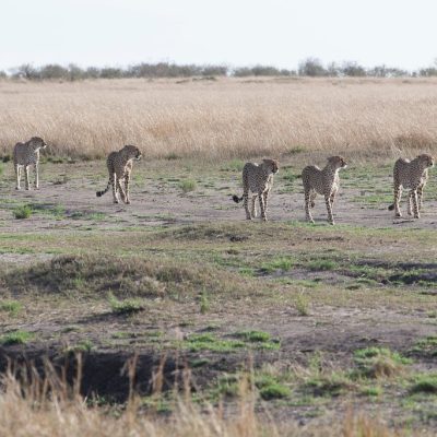 five-musketeers-coalition-cheetah-masai-mara