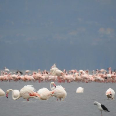 flamingos-lake-nakuru-holaa-safari-kenya