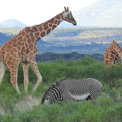 giraffe-grevy-zebra-samburu