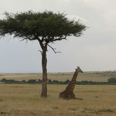 giraffe-resting-masai-mara