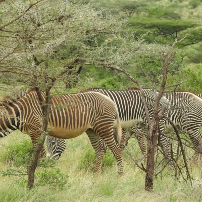 grevys-zebra-buffalo-springs-kenya-northern-safari-holaa