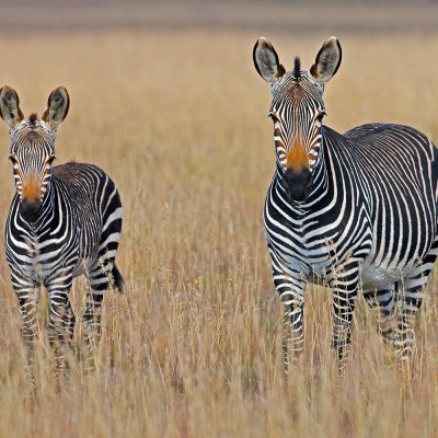 Grevy's Zebra Kenya Safari