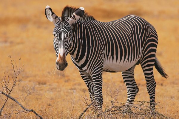 grevys-zebra-samburu-safari-kenya