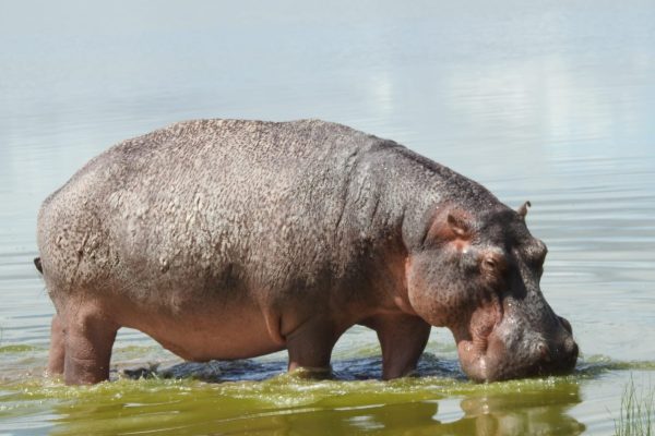 hippo-safari-holaa-nakuru-kenya
