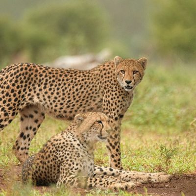 holaa-safari-cheetah-kenya