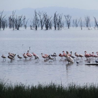 lake-nakuru-flamingo-bird-watching-safari