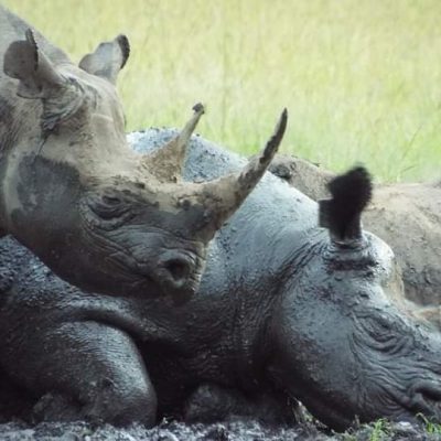 lake-nakuru-rhino-kenya-safari
