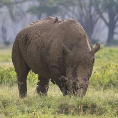 lake-nakuru-rhino-safari-kenya