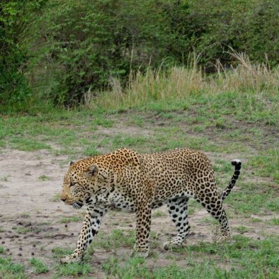 leopard-amboseli-safari