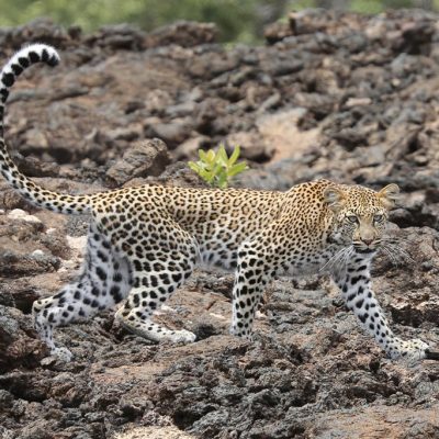 leopard-tsavo-west-kenya-safari-tour