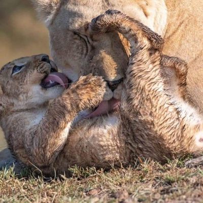 lion-cub-playing-masai-mara-safari-tour