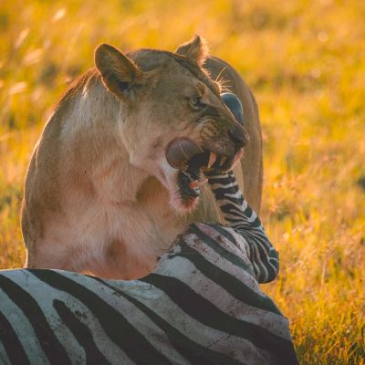lion-hunt-kenya-safari-holaa