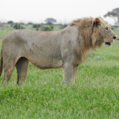 lion-kenya-safari-holaa-tour-africa