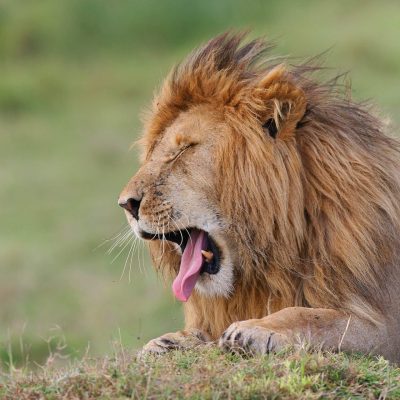 lion-kenya-safari-tour-masai-mara