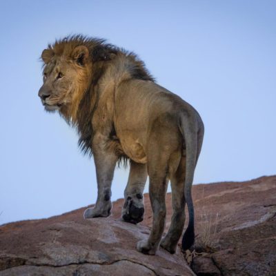 lion-kenya-tanzania-safari