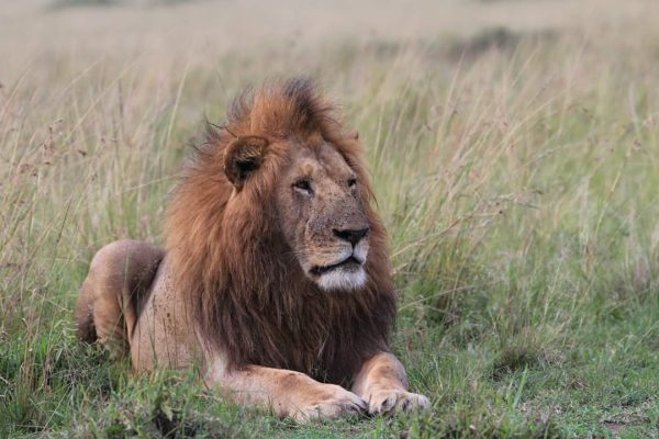 lion-king-safari-kenya-safari